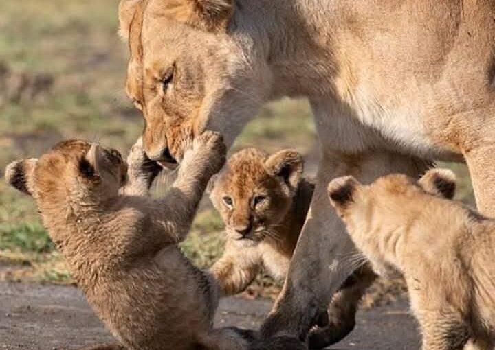 Affordable Safari Packages Uganda 2026: Budget Wildlife Tours | Afraeka Adventures 5 Affordable Safari Packages Uganda 2026: Budget Wildlife Tours | Afraeka Adventures