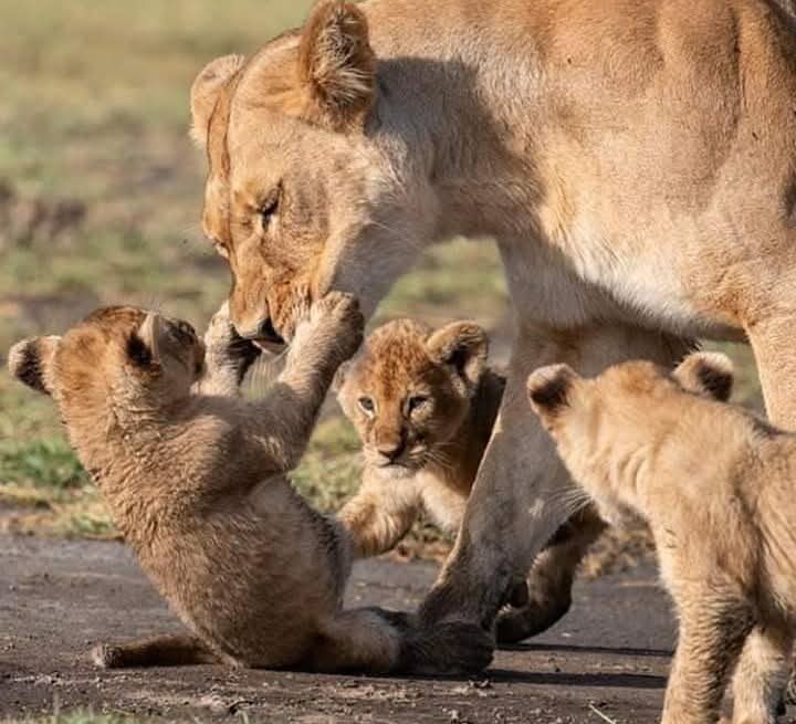 An affordable safari package Uganda 2026 with travelers enjoying budget wildlife viewing in a 4x4 vehicle
