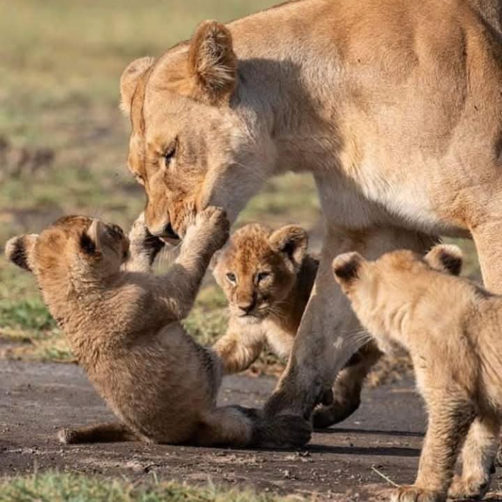 An affordable safari package Uganda 2026 with travelers enjoying budget wildlife viewing in a 4x4 vehicle