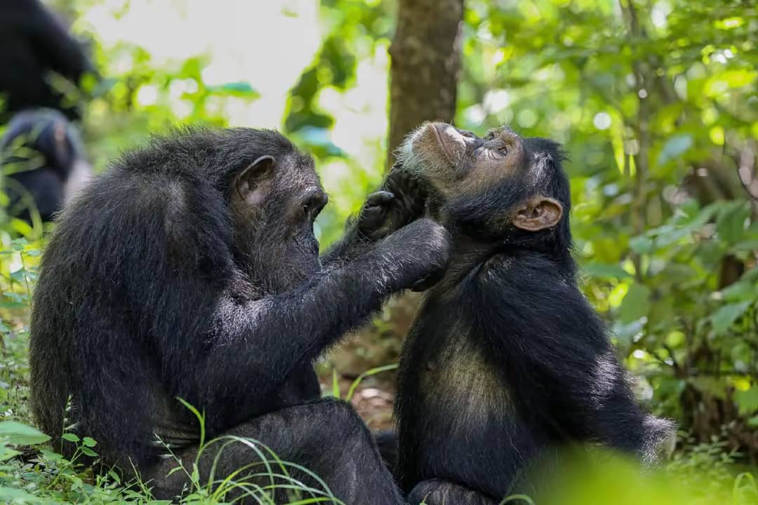 Budget chimpanzee tracking in Kibale, an affordable Uganda safari activity
