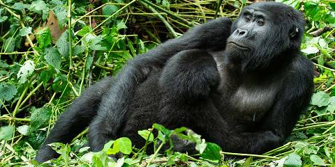 Budget gorilla trekking in Bwindi, part of affordable Uganda safari tours
