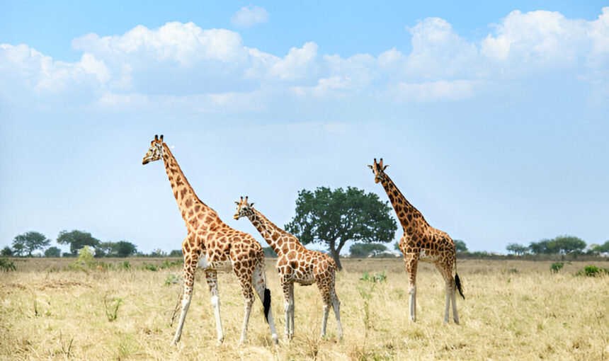 Best Budget Safaris in Uganda: Affordable Wildlife Adventures (2026/2027 Guide)