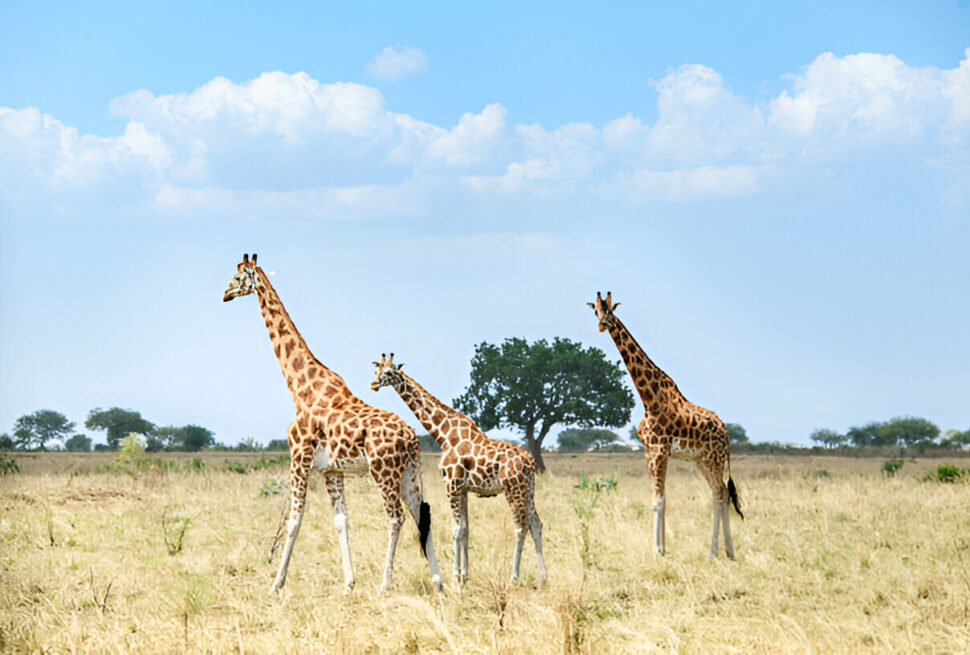 A budget safari in Uganda with travelers enjoying affordable wildlife viewing in a 4x4 vehicle