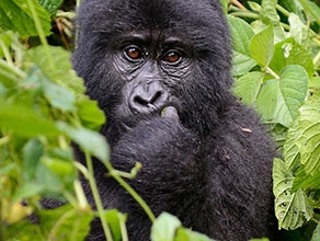 A knowledgeable local guide from one of the best budget Uganda safari operators, explaining wildlife to guests