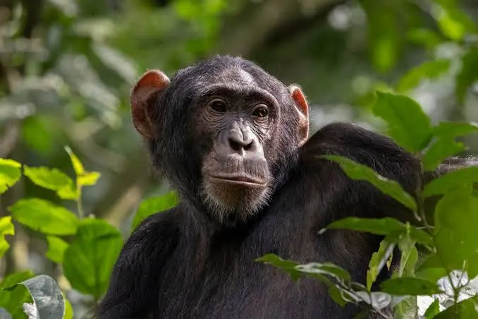 Budget chimpanzee tracking in Kibale Forest, an affordable Uganda safari activity budget safaris in uganda