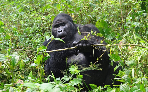 A mountain gorilla on a budget gorilla trekking Uganda safari, showcasing affordable gorilla trekking in Bwindi