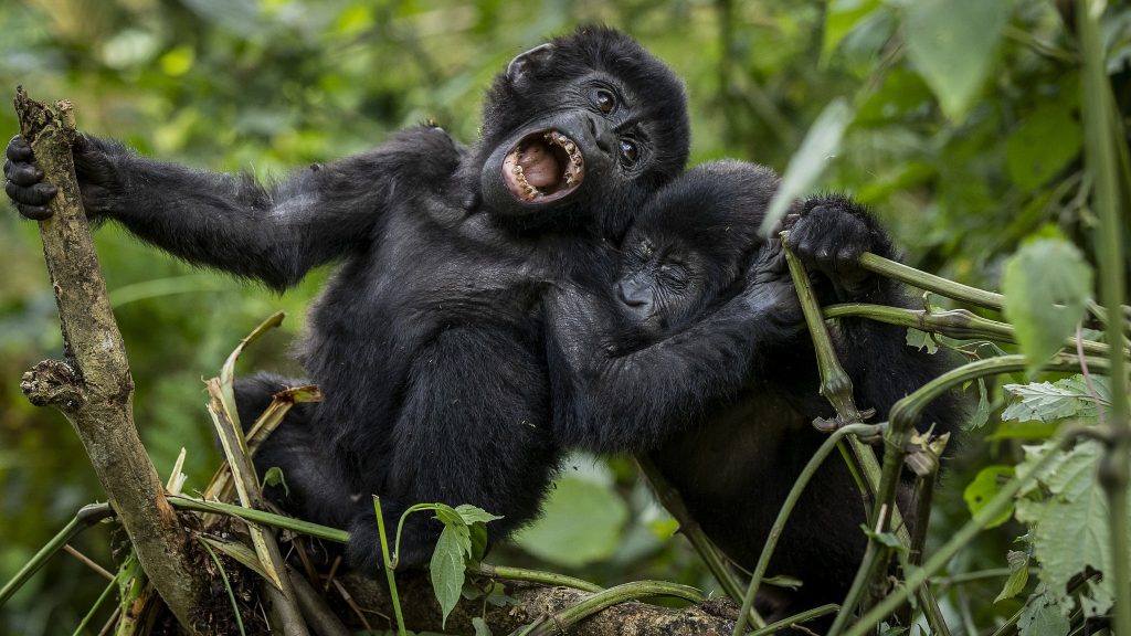 A mountain gorilla family observed during budget gorilla trekking Uganda