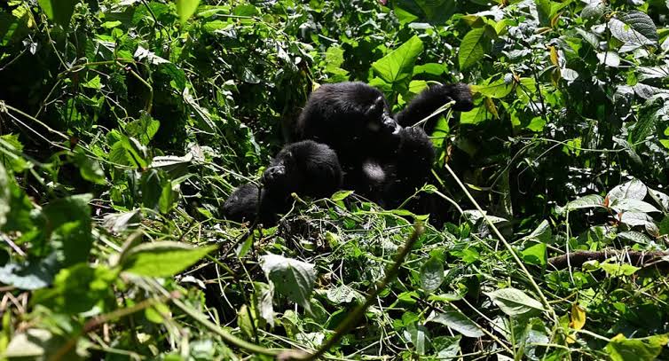 A porter assisting a traveler during budget gorilla trekking Uganda