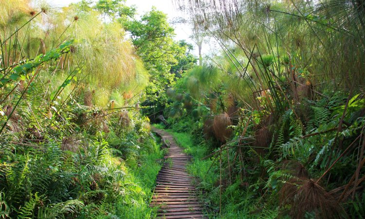 The Bigodi Wetlands Walk, a budget-friendly activity on affordable primate tours in Uganda