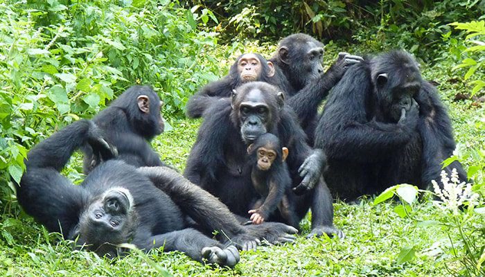 A chimpanzee in Kibale Forest on a budget Kibale chimpanzee trekking safari in Uganda