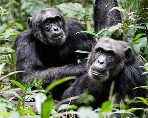 Travelers on a budget chimpanzee tracking Uganda experience in Kibale Forest