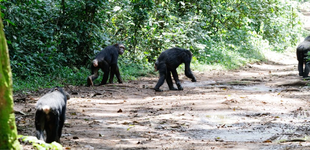 A budget lodge near Kibale, offering affordable accommodation for primate tours