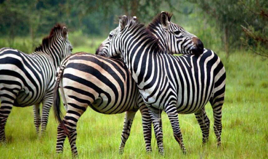 Budget Lake Mburo Safari: Affordable Uganda Wildlife Tours (2026/2027 Guide) 1 Budget Lake Mburo Safari: Affordable Uganda Wildlife Tours (2026/2027 Guide)