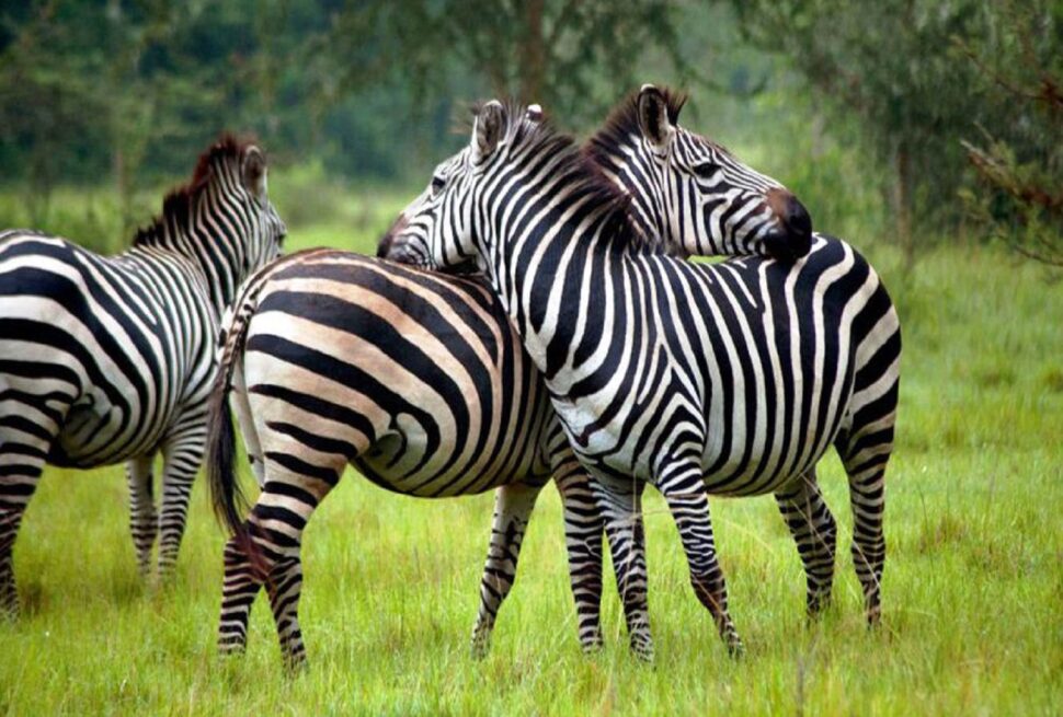 Zebras in Lake Mburo National Park on a budget Lake Mburo safari in Uganda