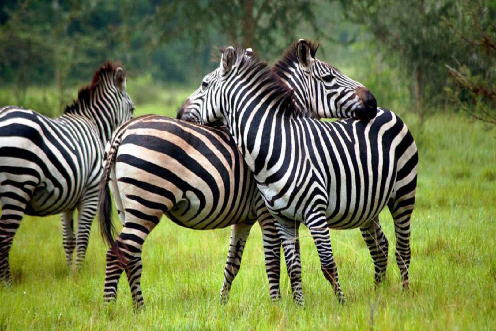 Zebras in Lake Mburo National Park on a budget Lake Mburo safari in Uganda