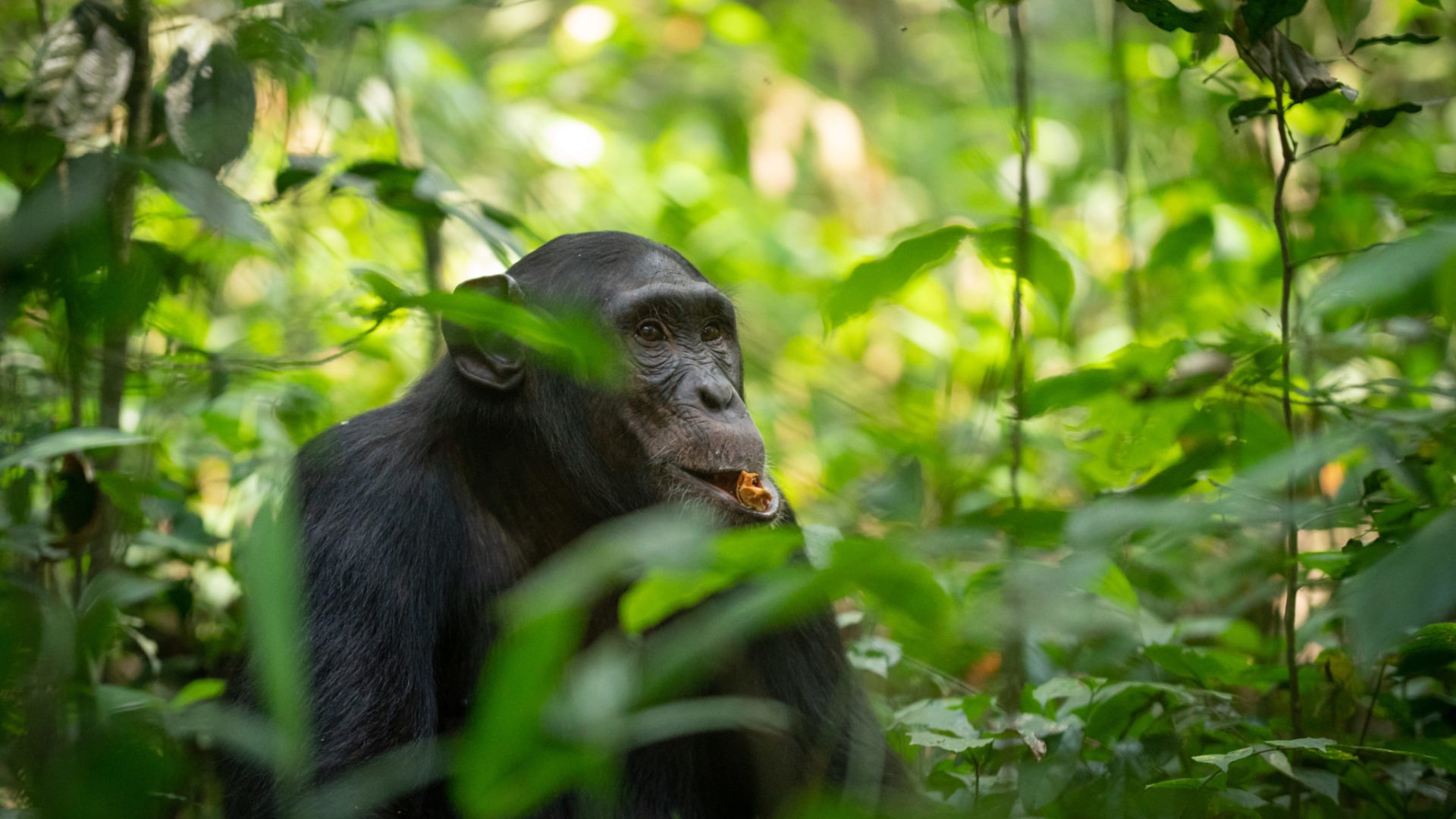 Chimpanzee tracking in Kibale on a budget overland truck safari