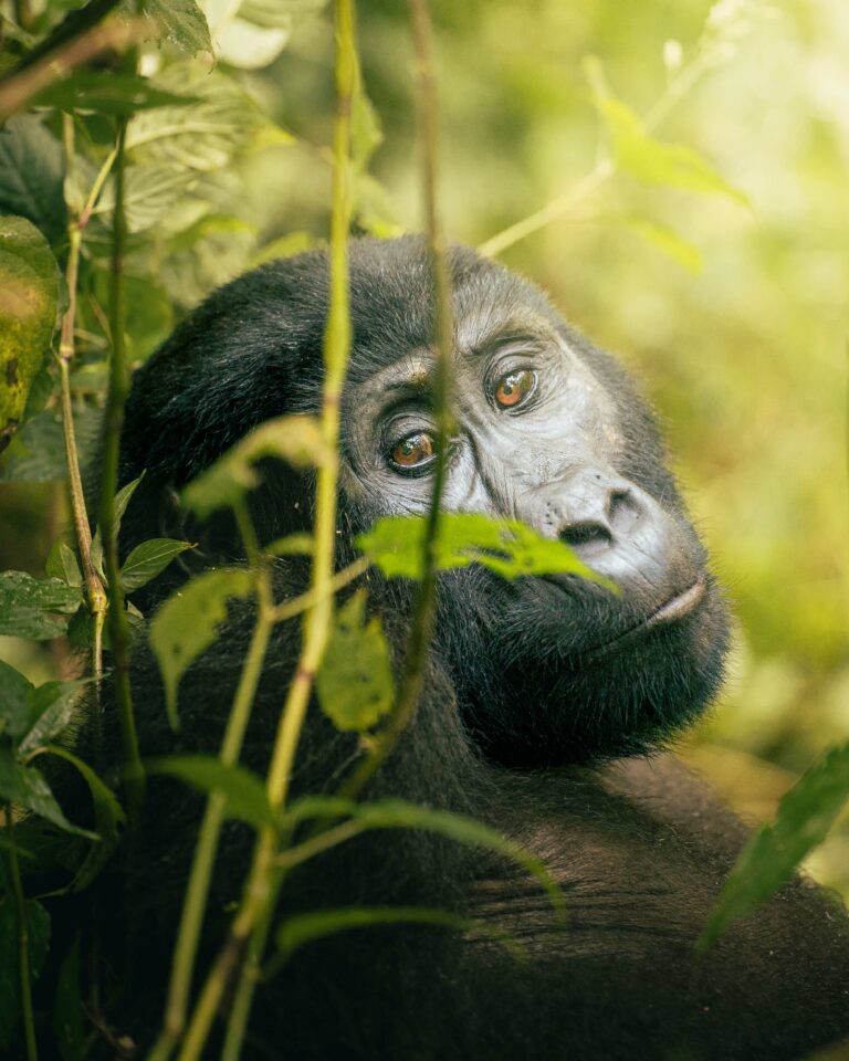 A mountain gorilla on a budget overland truck safari in Bwindi