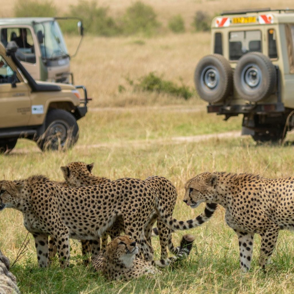 A game drive in the Masai Mara on a budget overland truck safari