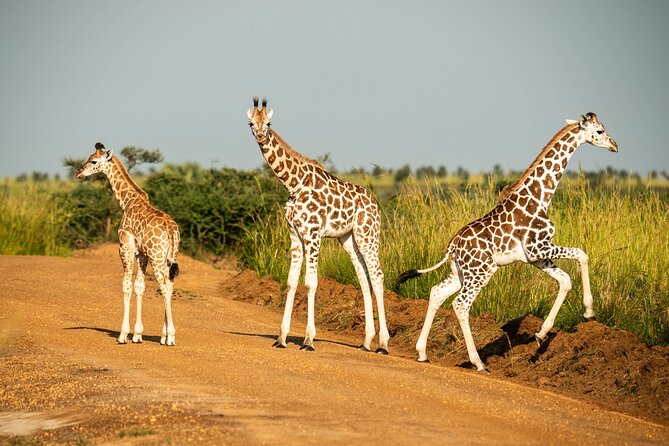 A shared game drive vehicle on a budget wildlife safari in Uganda