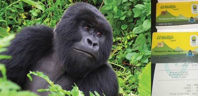 Travelers on a budget gorilla trekking Uganda experience with cheap gorilla permits Uganda