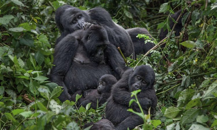 A mountain gorilla family observed with cheap gorilla permits Uganda in Bwindi