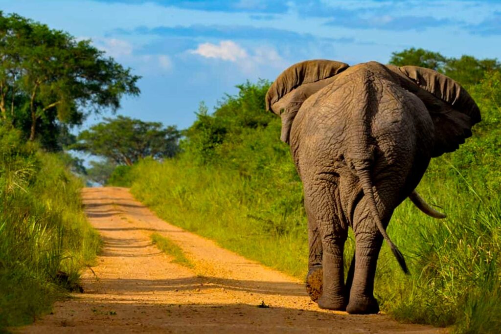 A shared game drive on cheap Queen Elizabeth National Park tours in Uganda