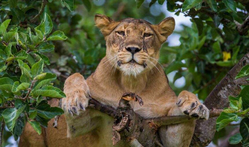 Cheap Queen Elizabeth National Park Tours: Budget Safaris (2026/2027 Guide) 7 Cheap Queen Elizabeth National Park Tours: Budget Safaris (2026/2027 Guide)