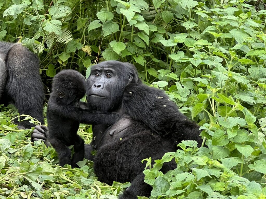 Budget gorilla trekking in Bwindi, part of cheap Uganda safari packages
