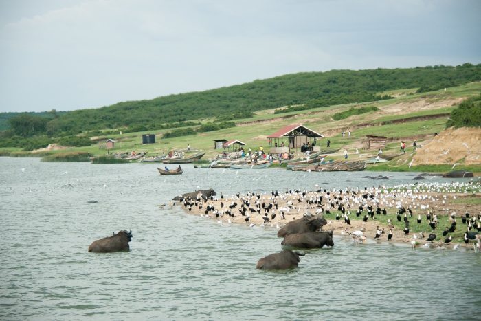 An affordable boat safari on Kazinga Channel, part of cheap wildlife safaris in Uganda