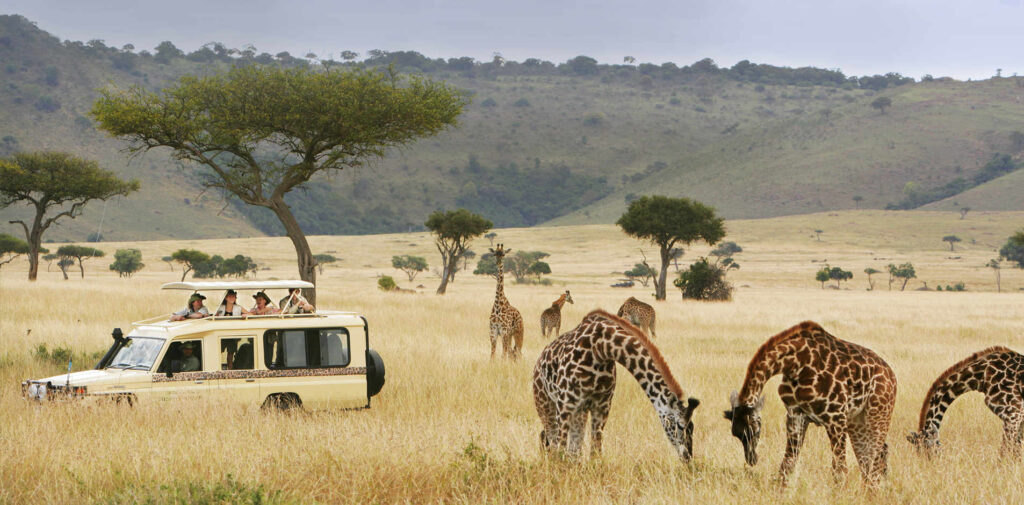 A game drive on cheap wildlife safaris in Uganda, spotting elephants and buffaloes