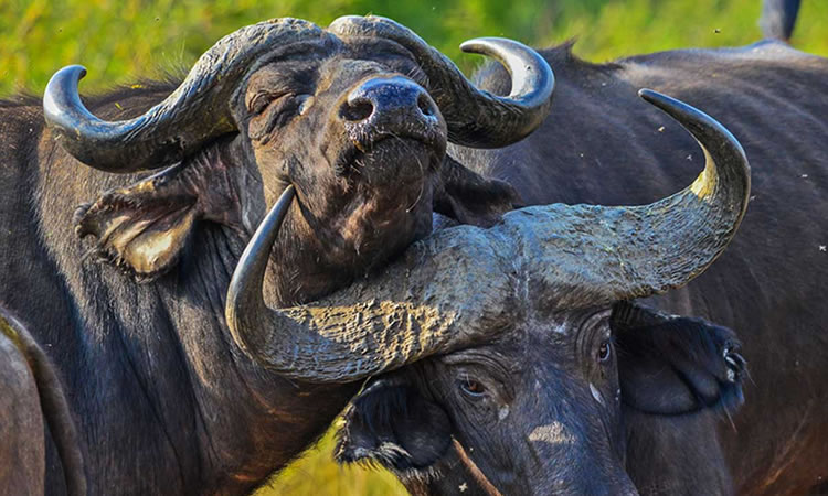 Lions and wildlife on cheap wildlife safaris in Uganda