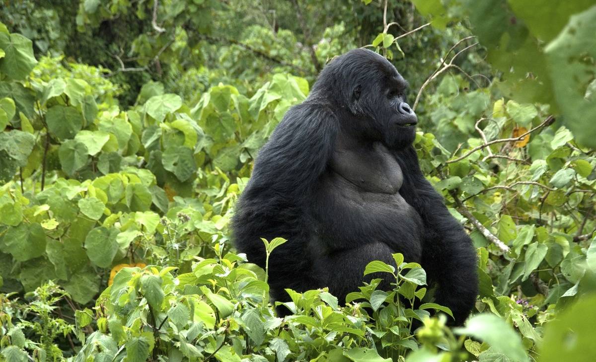 A mountain gorilla on a fly-in safari Kenya Uganda package