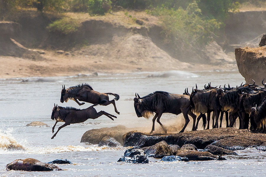 The Great Migration on a fly-in safari Kenya Uganda adventure