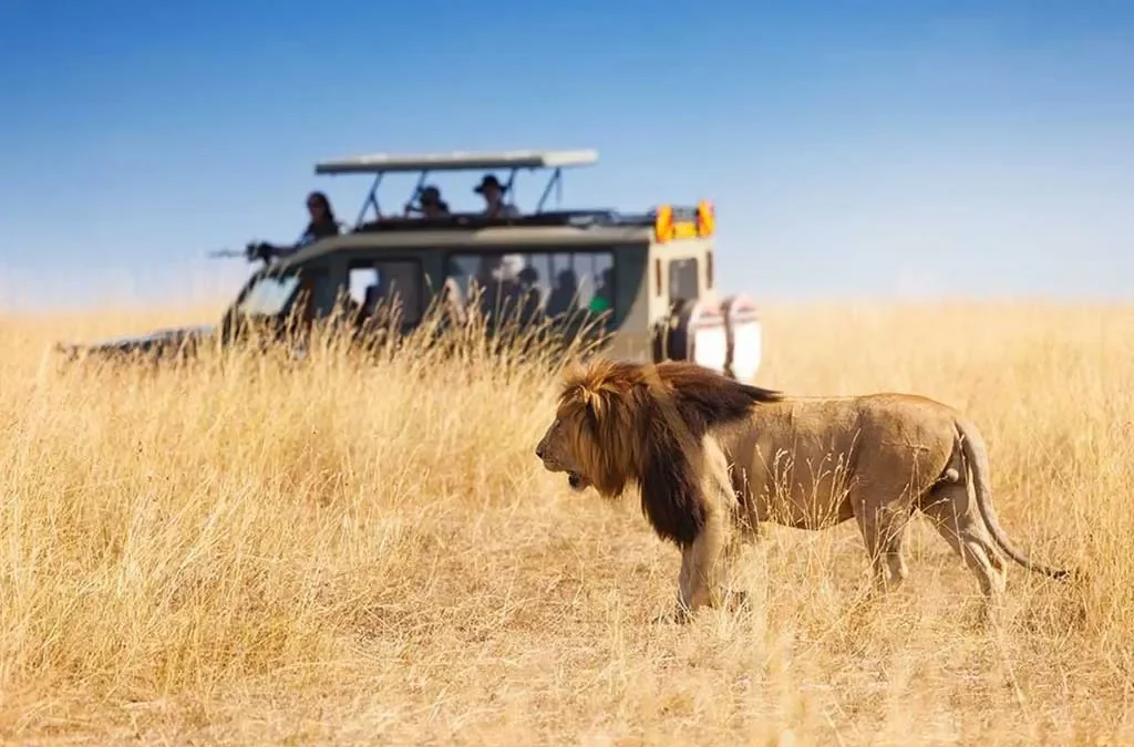 A game drive in the Masai Mara on a fly-in safari Kenya Uganda package