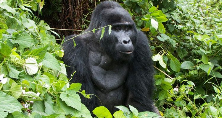 A mountain gorilla on a fly-in safari Masai Mara Bwindi