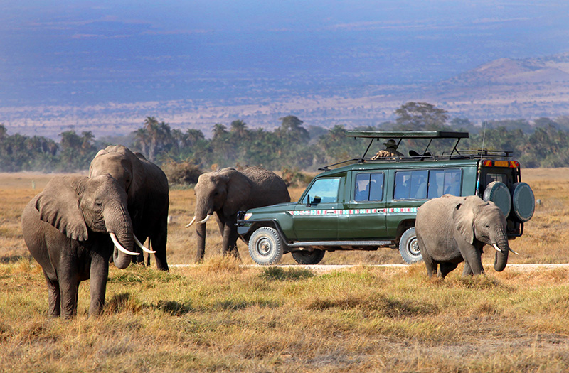 A game drive in the Masai Mara on a fly-in safari Masai Mara Bwindi
