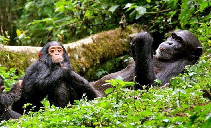 Chimpanzee tracking in Kibale on a gorilla trekking Kilimanjaro climb