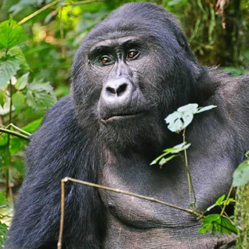 A mountain gorilla on a gorilla trekking Kilimanjaro climb adventure