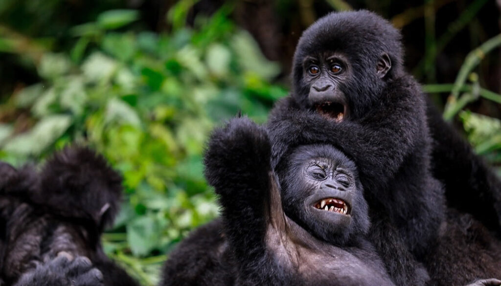 Gorilla trekking in Bwindi on a Uganda safari from the UK