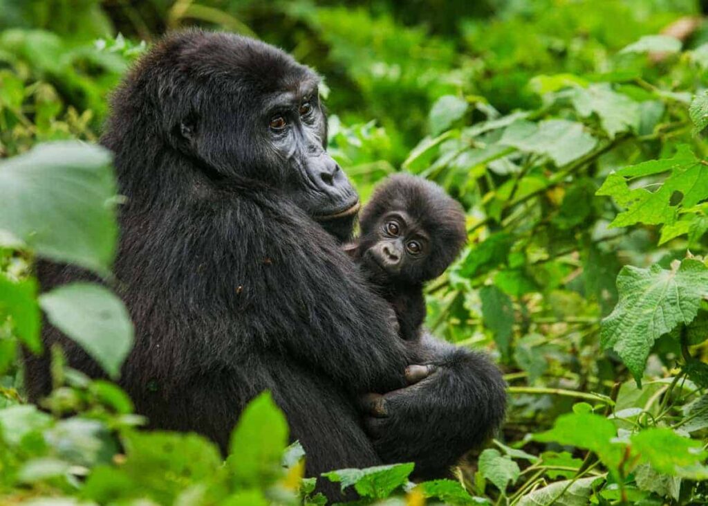 Gorilla trekking in Bwindi on a Uganda safari from Canada