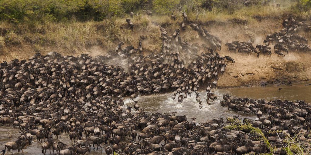 Wildebeest crossing the Mara River during the Great Migration on a 10 day Uganda gorilla trekking and Kenya Masai Mara safari itinerary