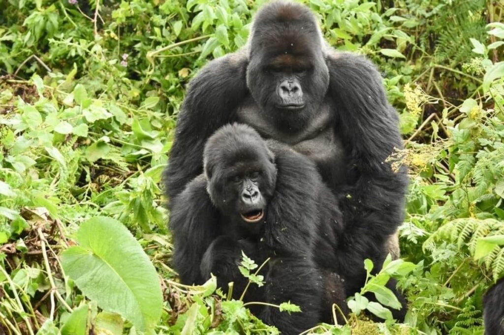 Budget gorilla trekking in Bwindi, part of how to travel Uganda on a budget