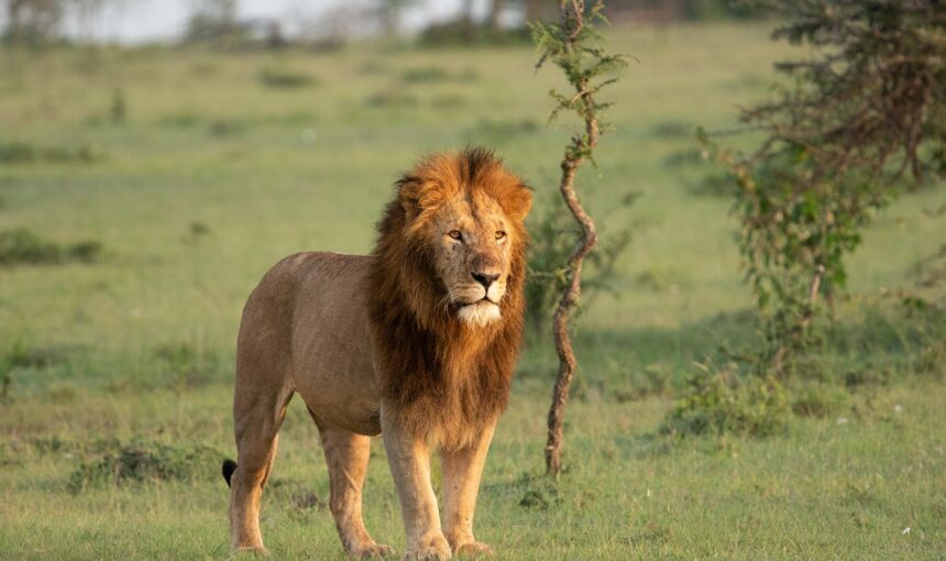 12 Day Kenya Tanzania Uganda Multi Country Luxury Safari Breakdown (2026/2027 Guide)