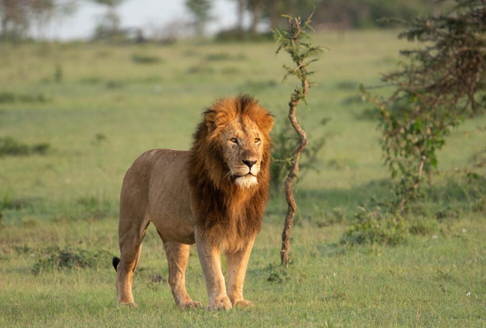 A game drive in the Serengeti on a Kenya Tanzania Uganda luxury safari