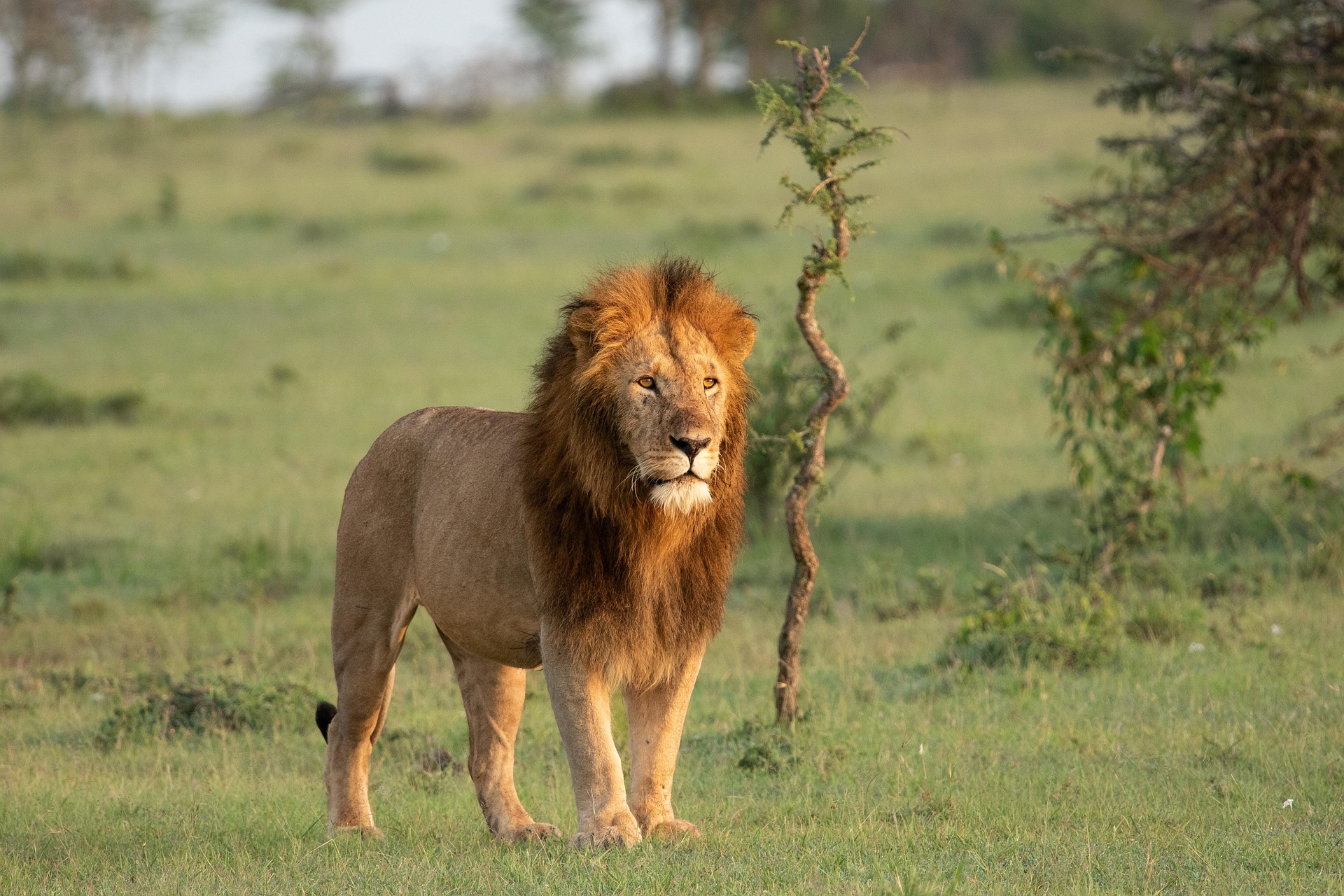 A game drive in the Serengeti on a Kenya Tanzania Uganda luxury safari