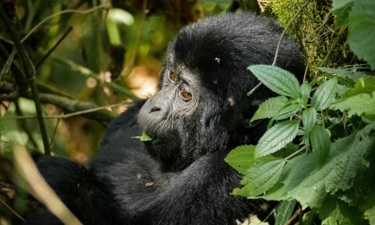 Budget gorilla trekking in Bwindi, part of a low budget safari Kampala package