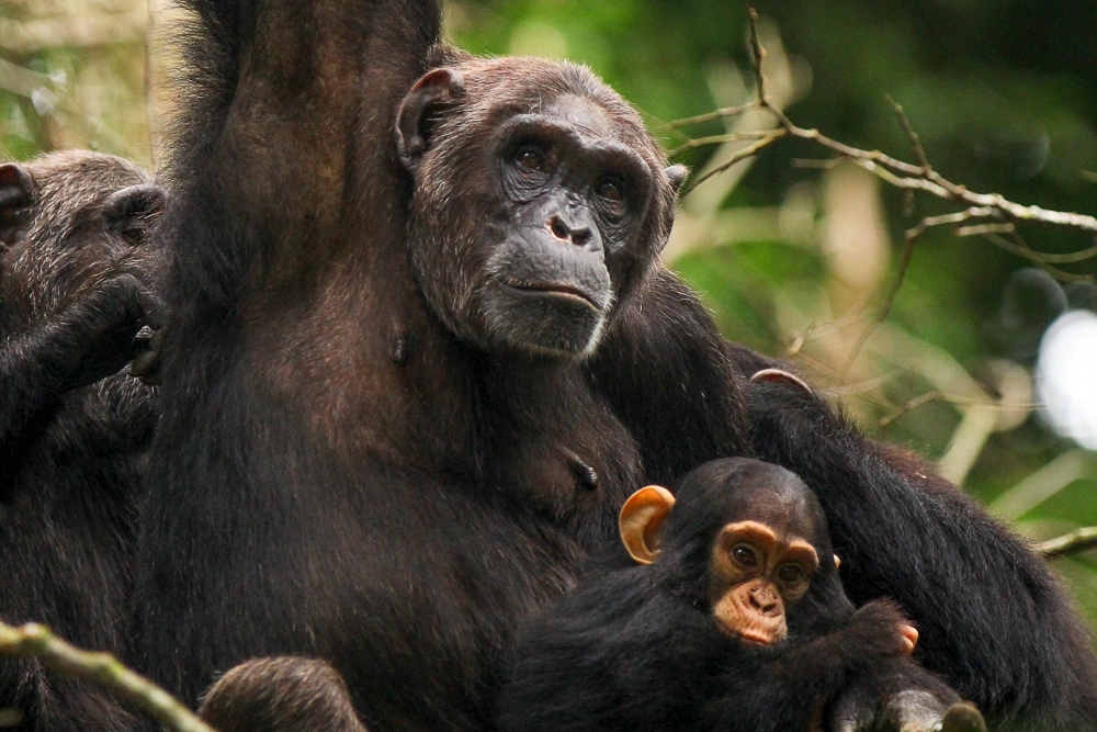Chimpanzee tracking in Kibale, part of a low budget safari Kampala adventure