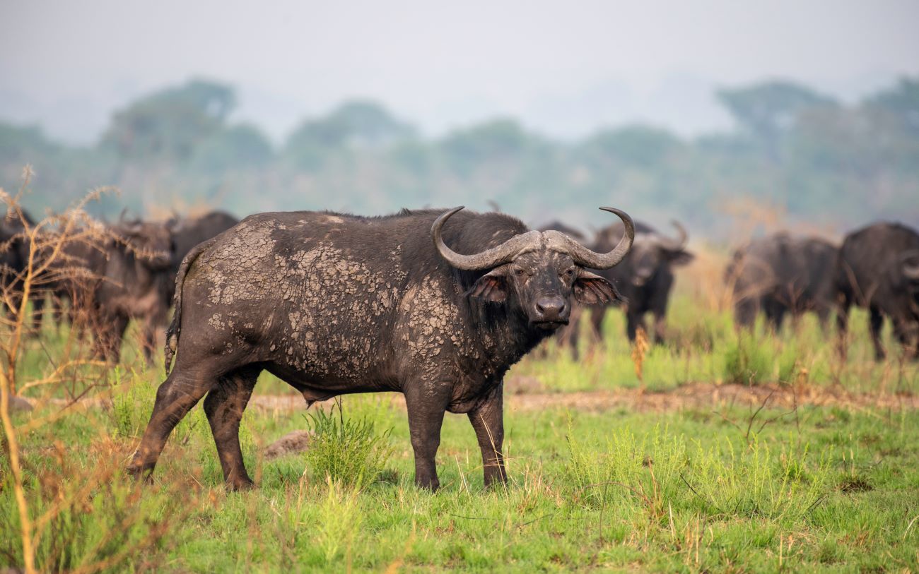 A group on a budget safari in Uganda, demonstrating the group tour experience