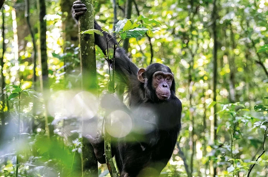 Chimpanzee tracking in Kibale on a luxury private jet East Africa safari