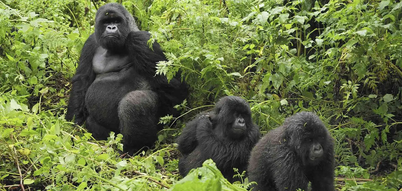 A mountain gorilla on a luxury private jet East Africa safari in Uganda